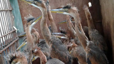 BBSKDA Riau Sita Burung Cangak Merah Dijual di Jalanan